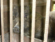 農作物への食害被害をもたらす野生の猪