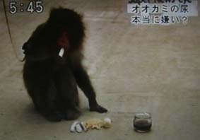 猿は柵を飛び越えるうえ学習能力が高いので、猿に対する有効な被害対策の手段がこれまでありませんでした