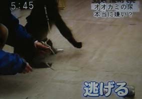猿は狼の臭いを認識し、強い危機感を示しました。ウルフピーは猿に対して効果的です
